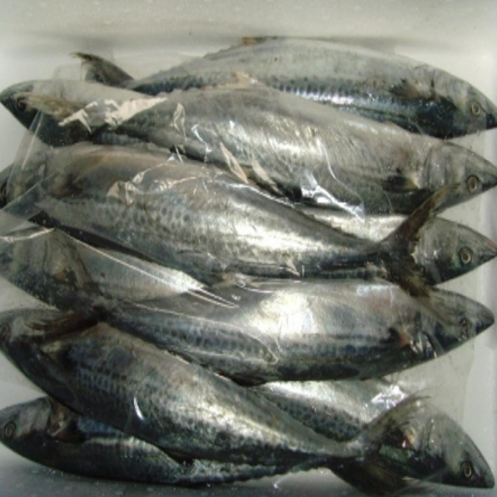 FROZEN SPANISH MACKEREL